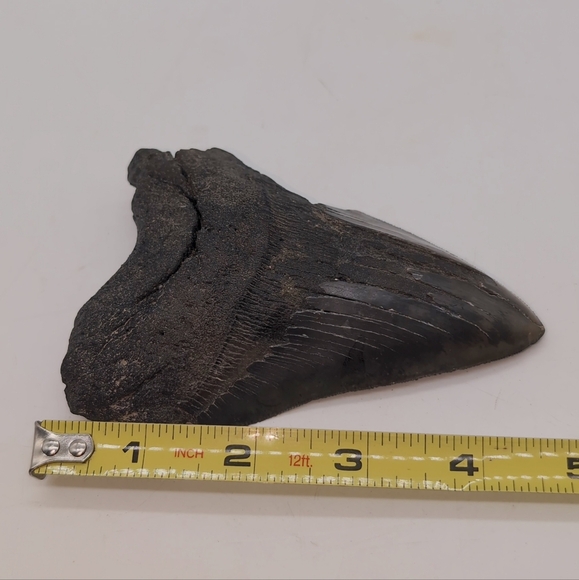 Otodus Megalodon Black Fossilized Shark Tooth 4.25 - Picture 6 of 11